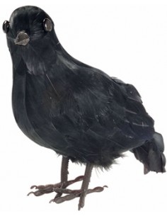 Cuervo negro con plumas