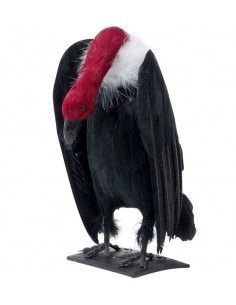 Buitre de plumas con cuello...