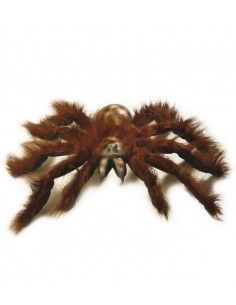 Tarántula peluda gigante...