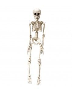 Esqueleto articulado móvil...